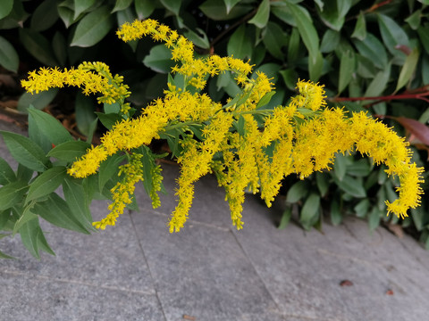 外来入侵物种一枝黄花