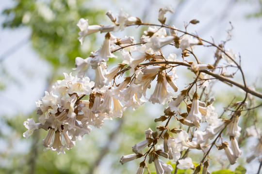 泡桐花