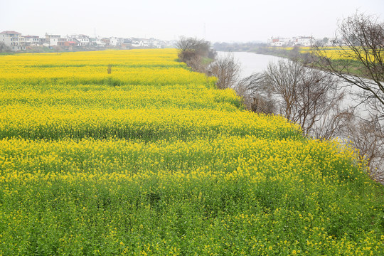 婺源油菜花