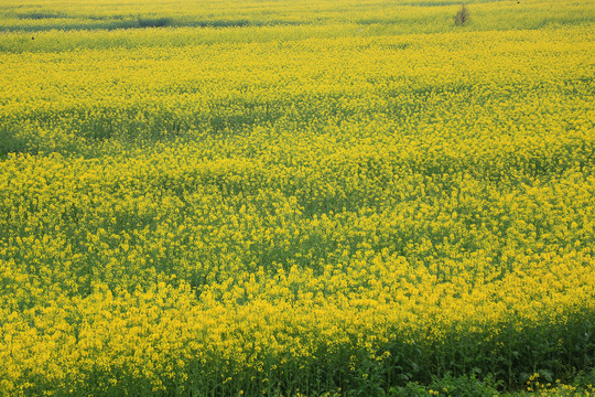 婺源油菜花