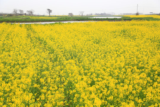 婺源油菜花