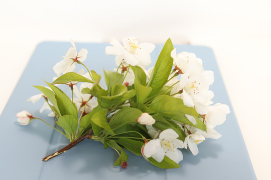 一束白色海棠花