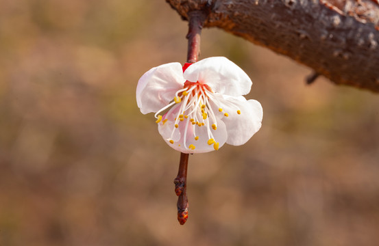 微距摄影春天花朵花蕾特写02