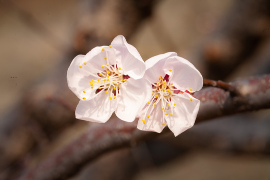 微距摄影春天花朵花蕾特写12