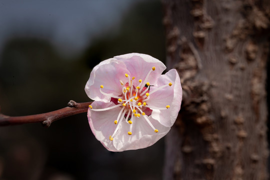 微距摄影春天花朵花蕾特写13