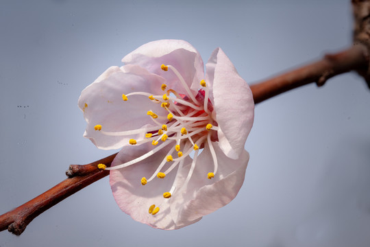 微距摄影春天花朵花蕾特写14