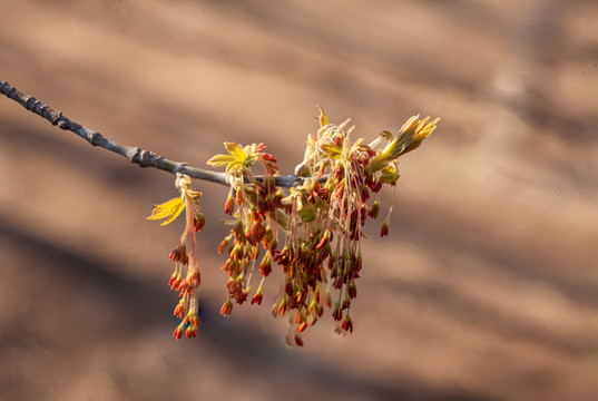 微距摄影春天花朵花蕾特写50