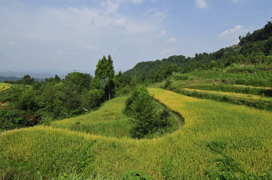 乡村风光