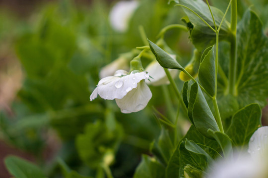 春雨植物