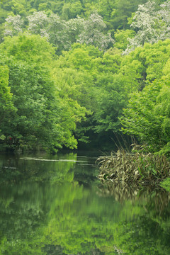 森林绿水青山河流