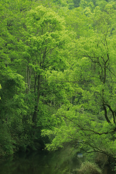 自然绿水青山河流