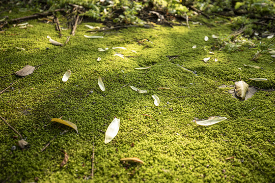 长满青苔的地面