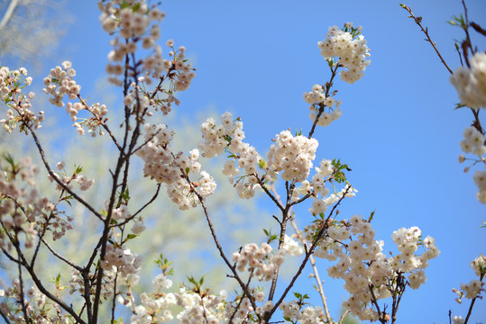 樱花