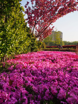 芝樱