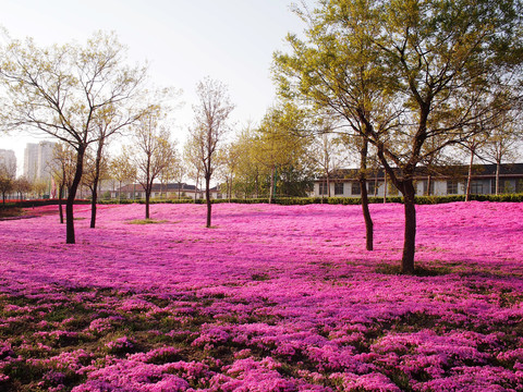 芝樱