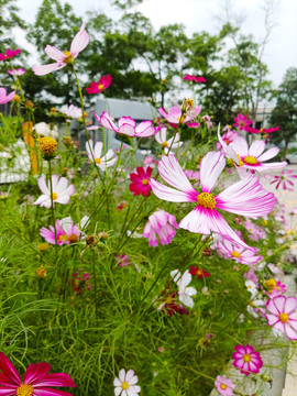 美丽格桑花