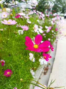 美丽格桑花