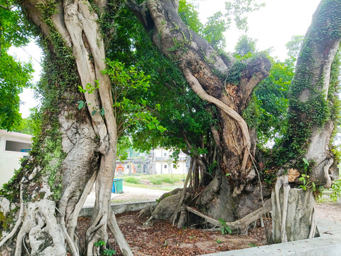 榕树根与新芽