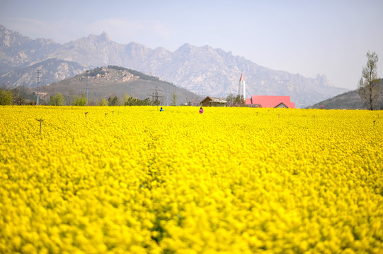 油菜花田素材