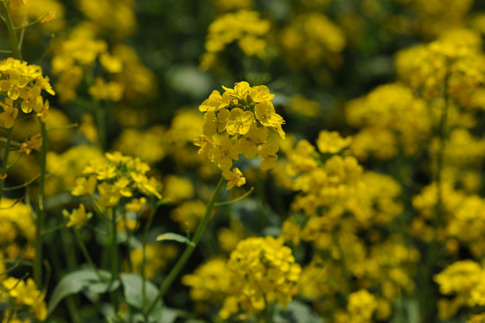 油菜花素材