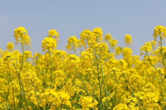 油菜花