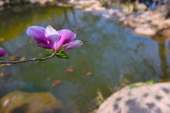 玉兰花