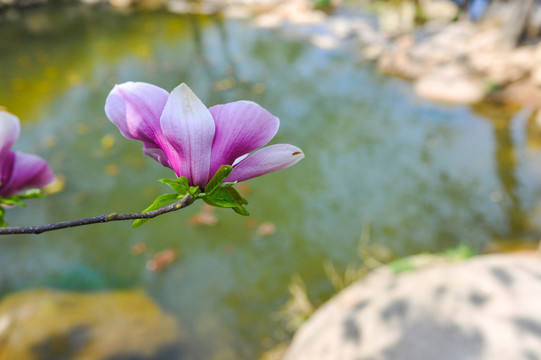 玉兰花