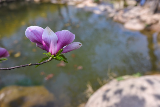 玉兰花