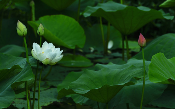 白莲花红莲花