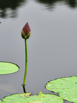 荷花红莲花