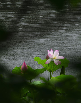 荷花红莲花