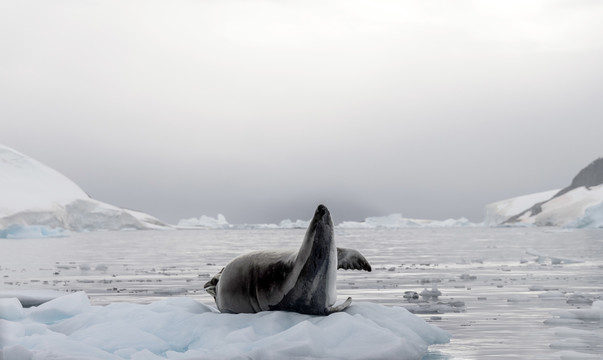 南极海洋海豹