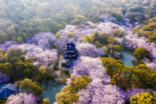 航拍无锡鼋头渚春天樱花花海