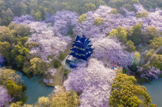 无锡鼋头渚春天樱花花海航拍