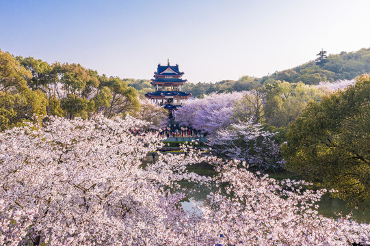 航拍无锡鼋头渚春天樱花花海