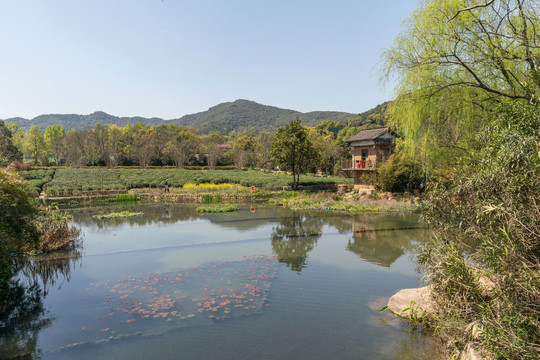 杭州西湖龙井茶园和池塘