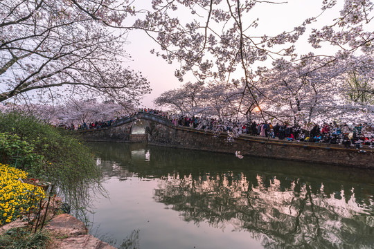 无锡鼋头渚公园春天樱花美景