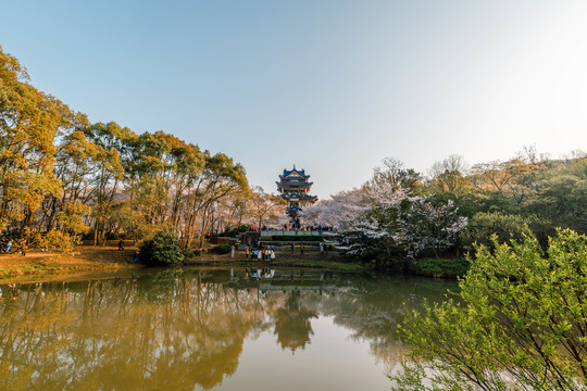 无锡鼋头渚公园春天樱花美景