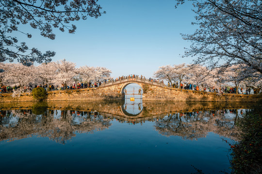 无锡鼋头渚公园春天樱花美景