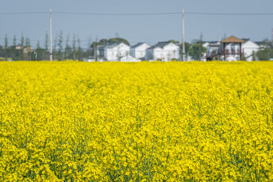 春天乡村里金黄色的油菜花田