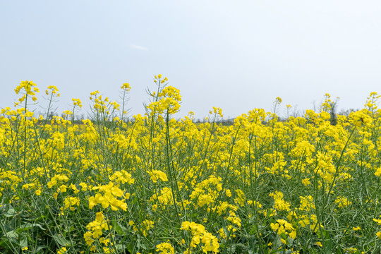 春天乡村里金黄色的油菜花田