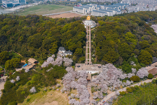 苏州上方山森林公园金光大佛航拍