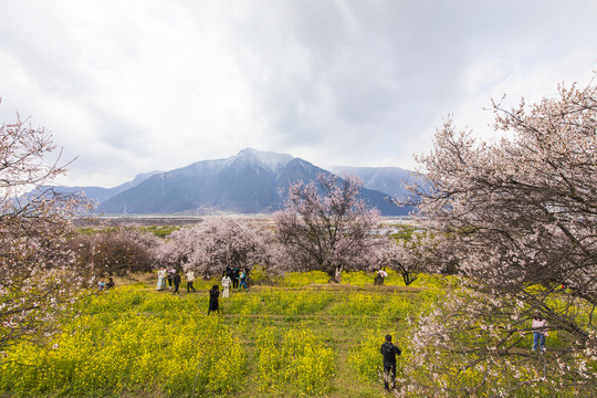 林芝桃花节