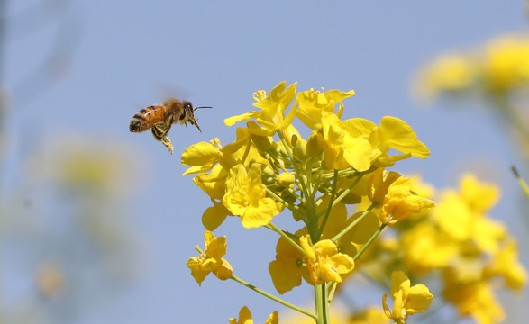 油菜花蜜蜂