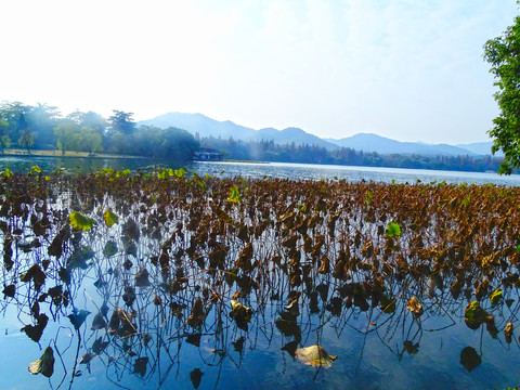 西湖十景