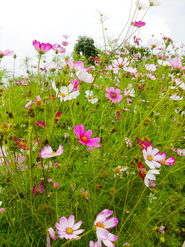 格桑花