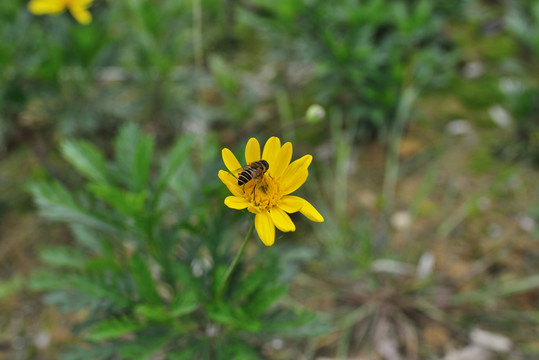 黄金菊