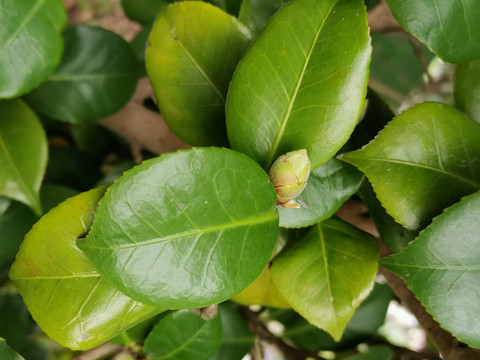 山茶花花苞