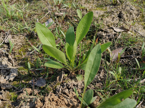 金鸡菊