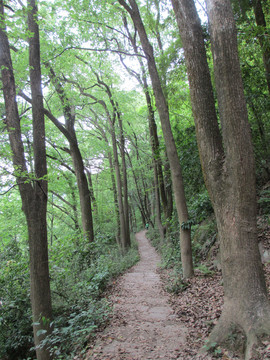 大树树林景区